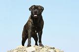 BULLMASTIFF 334